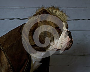 The Last of the Mohicans.....bulldog