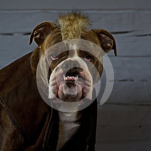 The Last of the Mohicans.....dressed bulldog