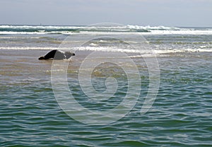 Last of the Monimoy Island Sunbathers Seals Wildlife