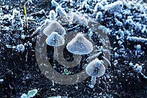 Mushrooms covered with frost in November. photo