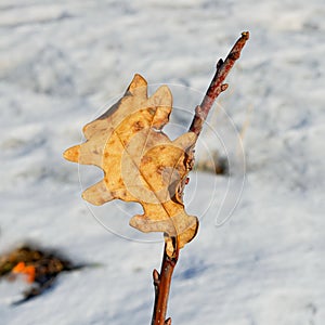 Last oak leaf on a branch