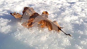 Last oak Leaf on the snow