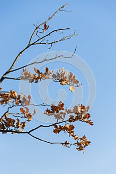 Last oak leaves on blue sly background