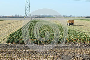 Last part of the field with brussels sprouts to be harvest in Zevenhuizen the Netherlands.