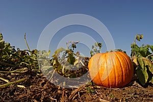 Last Pumkin. Seasonal scenic