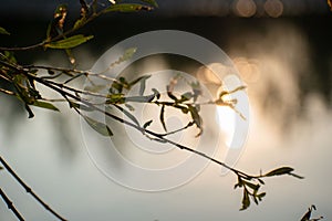 the last rays of the setting sun illuminate the leaves on the trees