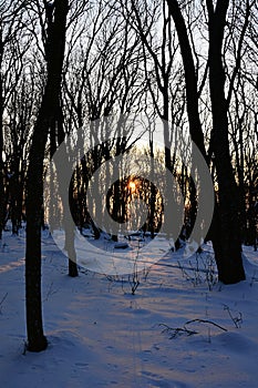 Last rays of sun looking through bare naked broadleaf trees during winter season. Location Zobor hill near Nitra city