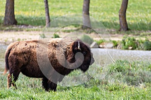 The Last Remaining European Bisons
