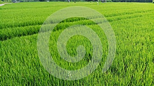 The last rice field at Dalung Kuta Utara Badung Bali