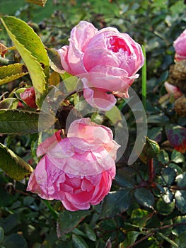 The last roses. park pink roses after the onset of frost. northern europe. Rose bush with pink roses