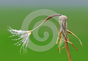 The last seed of a dandelion