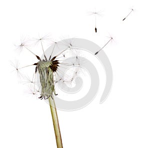 Last seeds flying from on white dandelion