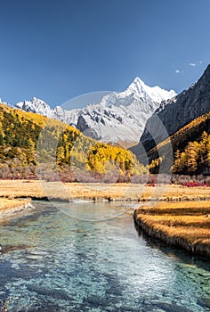 Last Shangri-La of Chana Dorje mountain with pine forest in autumn at Yading