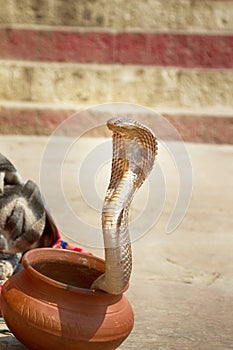 Last snake Charmer (Bede) from Benares photo