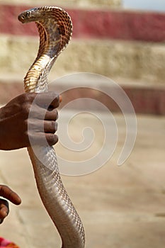 Last snake Charmer (Bede) from Benares photo