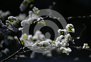 Last snow of spring forest