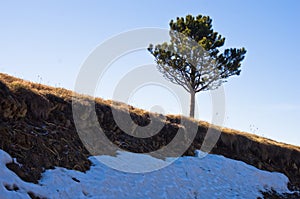 Last snow and a tree in early spring, mount Stolovi