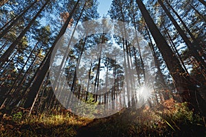 Last sun shining trough the pine forest during autumn, Tirol, Austria