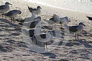 the last sunbath of the seagulls