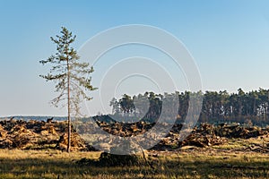 Last tree after deforestation in nature