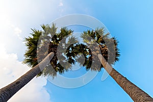 Last twin Coconut trees in the beach