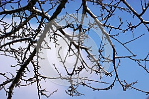 The last weakened snow covered the branches. photo