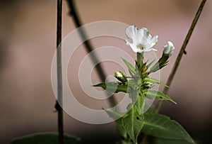 White flower with gorgeous pink hued bokeh tact sharp photo