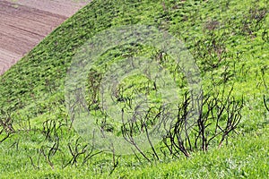 Last year burned trees and new green grass on hill