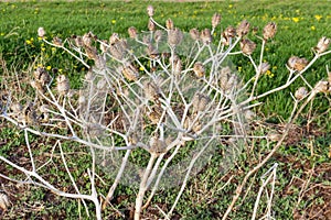 Last year dried Datura plants with opened seed capsules