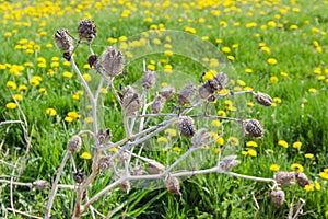 Last year dried plant of Datura against the fresh grass