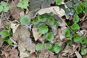 Last year dry oak leaves and green leaves of violet