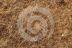 Last year\'s dried grass emerged from under the melted snow in spring, texture, background image.