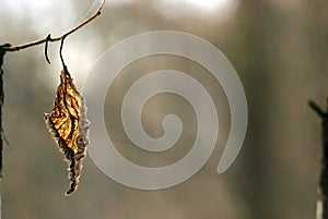Last year`s leaf hangs on a branch