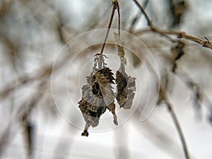 Last year\'s leaves hanging on a branch