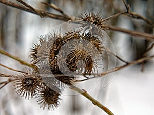 Last year's leaves hanging on a branch