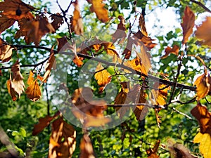 Last year's leaves hanging on a tree