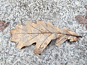 Last year`s oak leaf on the granite sidewalk