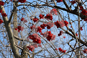 Last year`s viburnum berries look bright against a blue skyies look bright against a blue sky