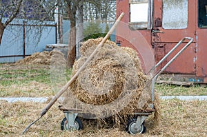 Last yearâ€™s grass in old wagon. Country life concept. Fork. Dry straw piled in card after mowing