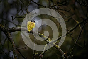 Last yellow autumn leaf in the dark bare branches of an old tree, wabi sabi concept, symbol for transience and loneliness, copy