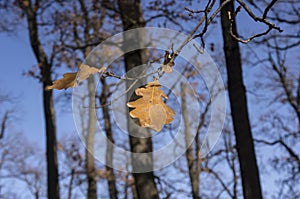 Last yellow autumn oak leaves