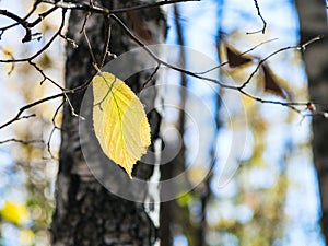 Last yellow hazel leaf on tree in autumn