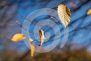 Last yellow leaf of autumn