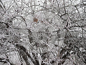 Last yellow leaf on a branching tree covered with snow at the beginning of winter