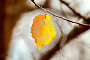 The last yellow leaf on a tree branch