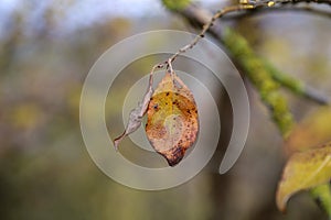 Last yellow leaf on the tree branch in autumn