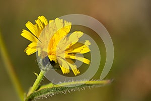 Last yellows flowers before autumn