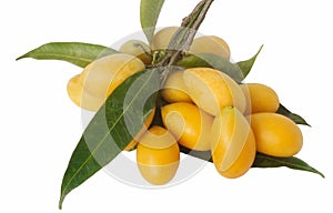 Lat:  `Bouea Macrophylla`. Marian plum, Gandaria,  Mayongchid, Maprang,   Plum Mango.  The English name `plum mango` reveals a vei