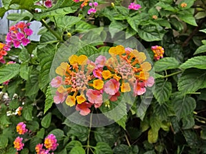 Latana camara flowers are beautiful and colorful? photo