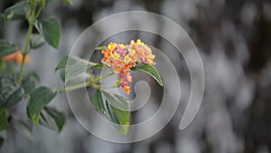 Latana Camara flowers, Da Lat city, Lam province, Vietnam